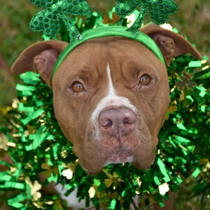 Team Page: Do you want to be Jessie’s Girl?